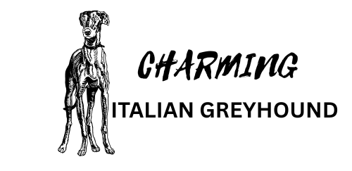 Charming Italian greyhound